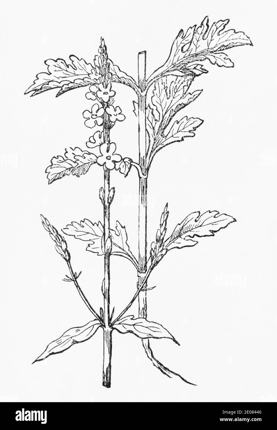 Old botanical illustration engraving of Common Vervain / Verbena officinalis. Traditional medicinal herbal plant. See Notes Stock Photo