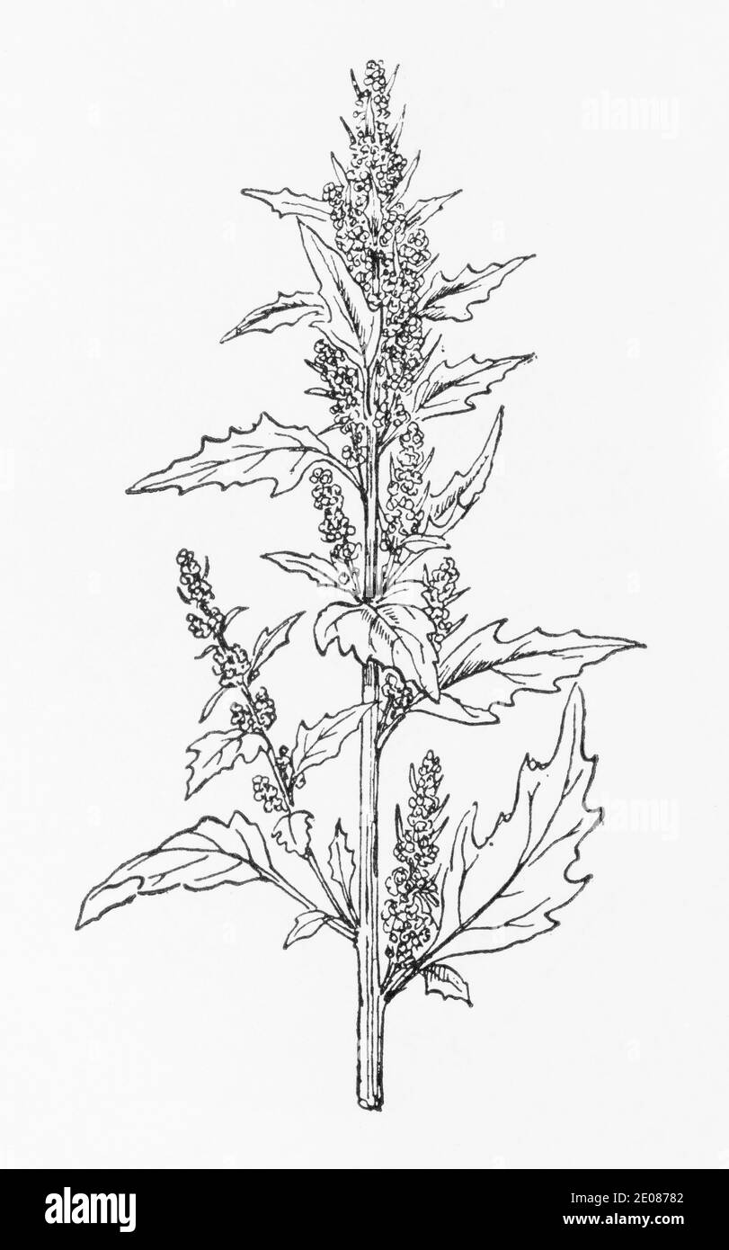 Old botanical illustration engraving of Red Gosefoot / Chenopodium rubrum. See Notes Stock Photo
