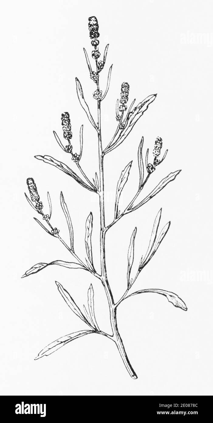 Old botanical illustration engraving of Narrow-leaved Orache / Atriplex littoralis. See Notes Stock Photo