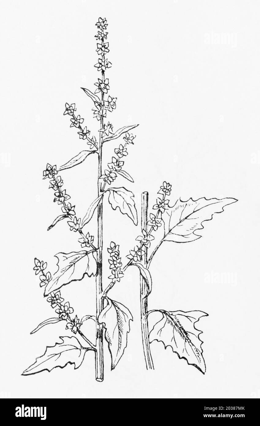 Old botanical illustration engraving of Common Orache / Atriplex patula. See Notes Stock Photo