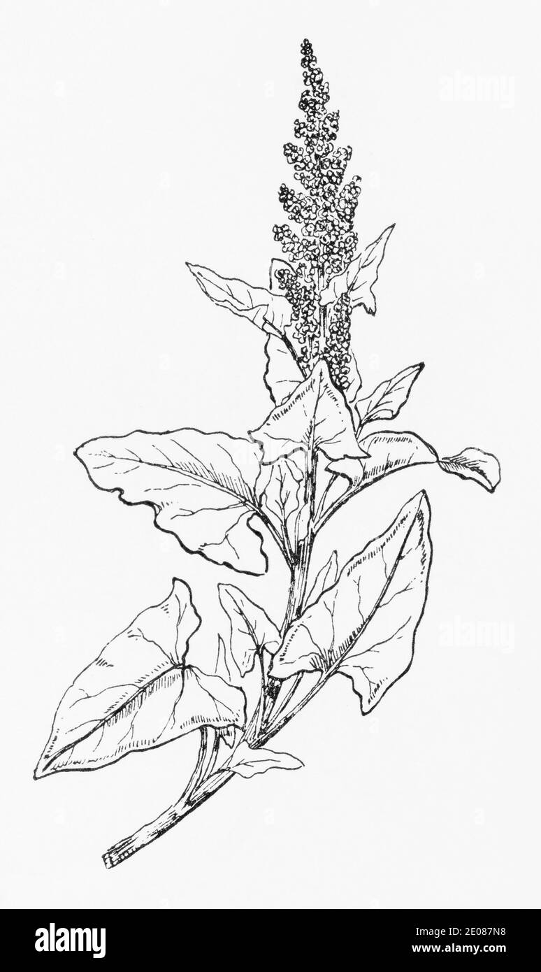Old botanical illustration engraving of Good King Henry / Blitum bonus-henricus. See Notes Stock Photo