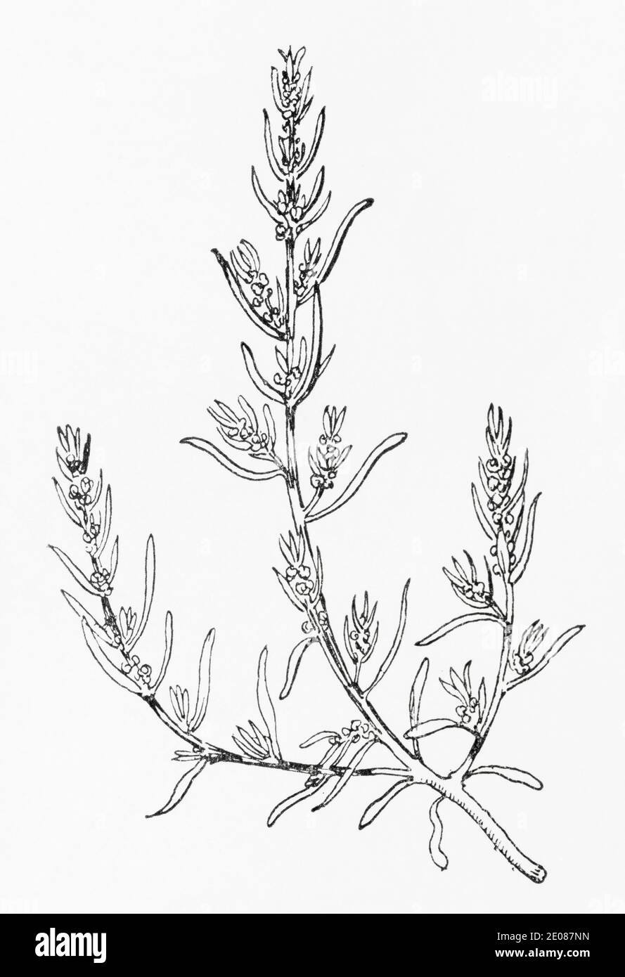 Old botanical illustration engraving of Glasswort / Suaeda herbacea. See Notes Stock Photo