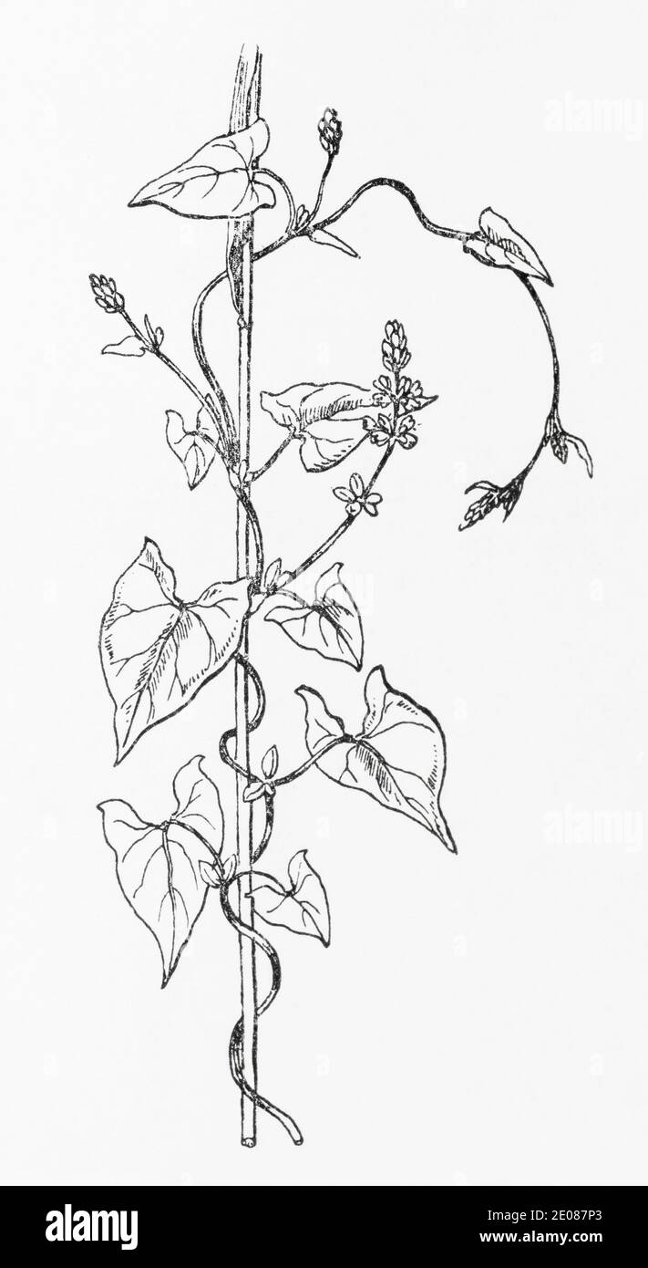 Old botanical illustration engraving of Black Bindweed / Fallopia convolvulus, Polygonum convolvulus. See Notes Stock Photo