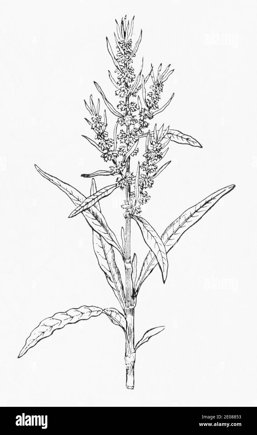 Old botanical illustration engraving of Golden Dock / Rumex maritimus.  Traditional medicinal herbal plant.  See Notes Stock Photo