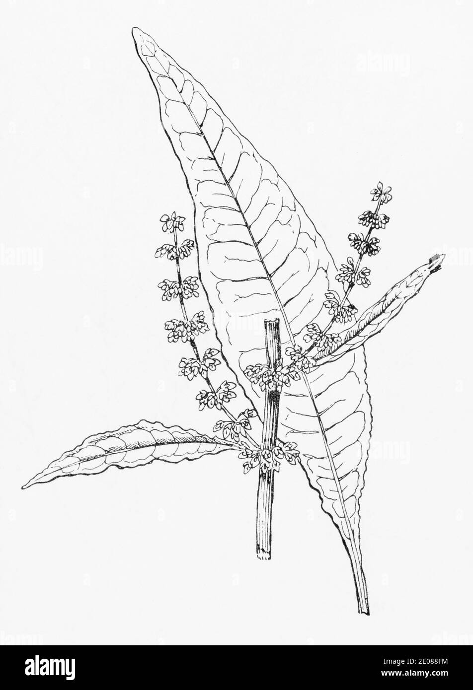 Old botanical illustration engraving of Water Dock / Rumex hydrolapathum. Traditional medicinal herbal plant.  See Notes Stock Photo