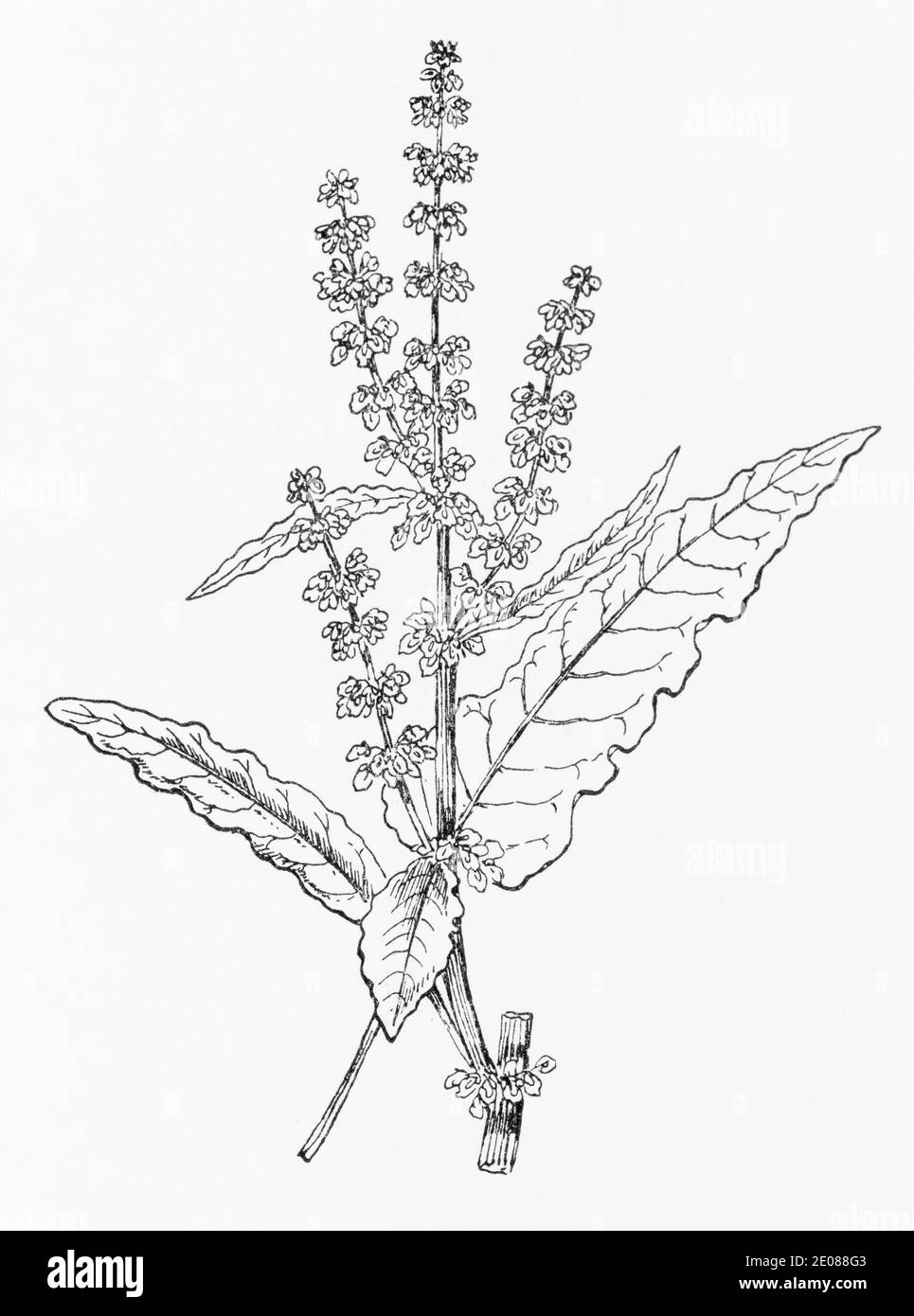 Old botanical illustration engraving of Curled Dock / Rumex crispus. Traditional medicinal herbal plant.  See Notes Stock Photo