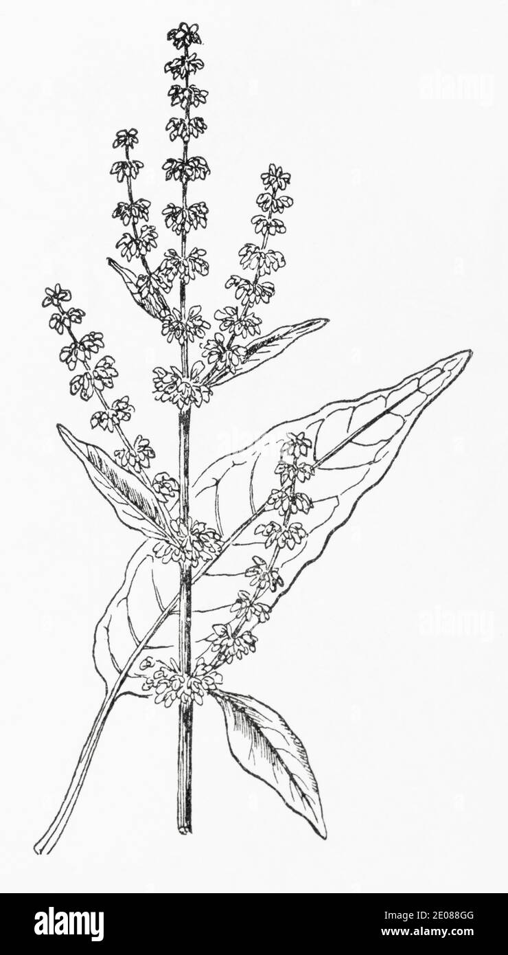 Old botanical illustration engraving of Red-veined Dock / Rumex sanguineus. Traditional medicinal herbal plant. See Notes Stock Photo