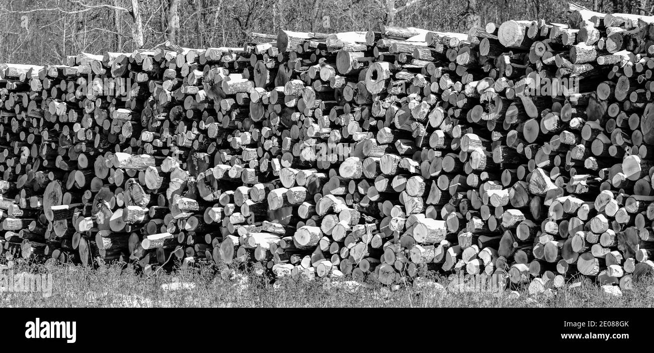 Stacked wooden logs in rows Stock Photo