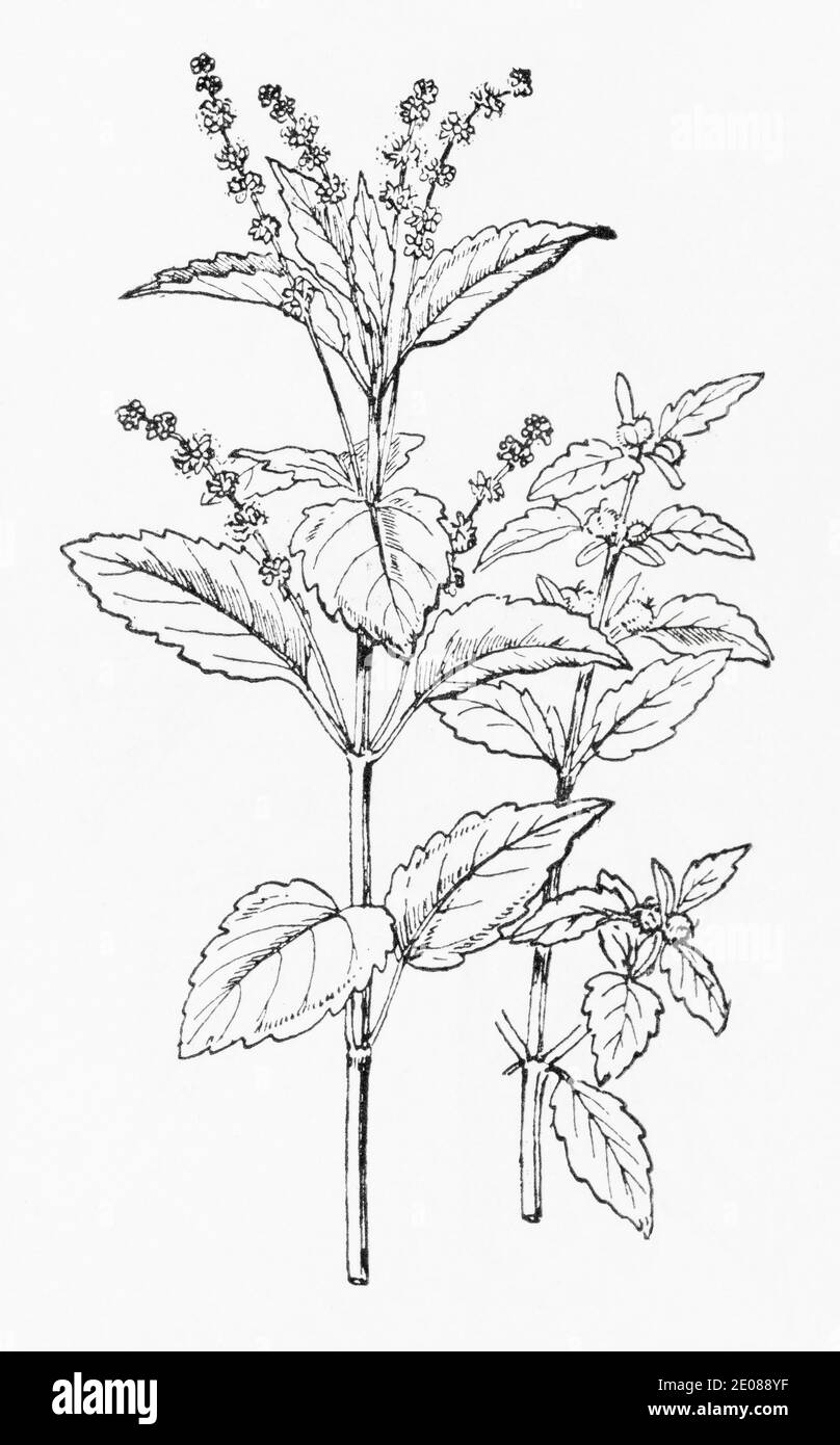 Old botanical illustration engraving of Annual Mercury / Mercurialis annua. Traditional medicinal herbal plant. See Notes Stock Photo
