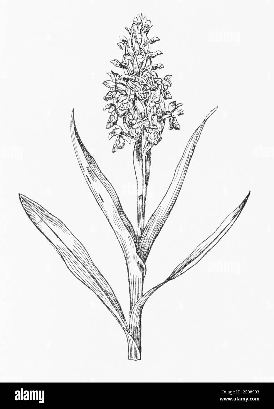 Old botanical illustration engraving of Marsh Orchid / Dactylorhiza incarnata. Traditional medicinal herbal plant. See Notes Stock Photo