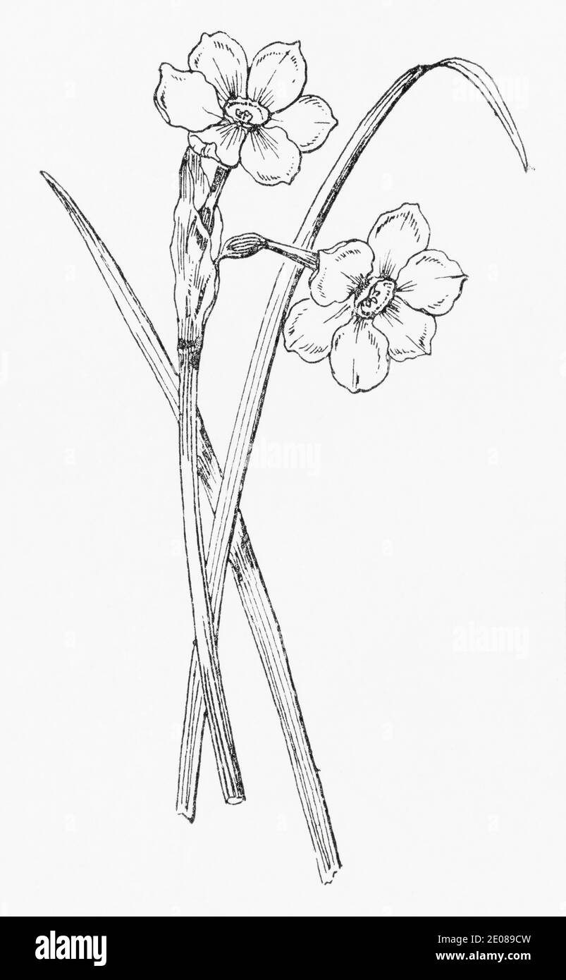 Old botanical illustration engraving of Two-flowered Narcissus / Narcissus biflorus. See Notes Stock Photo