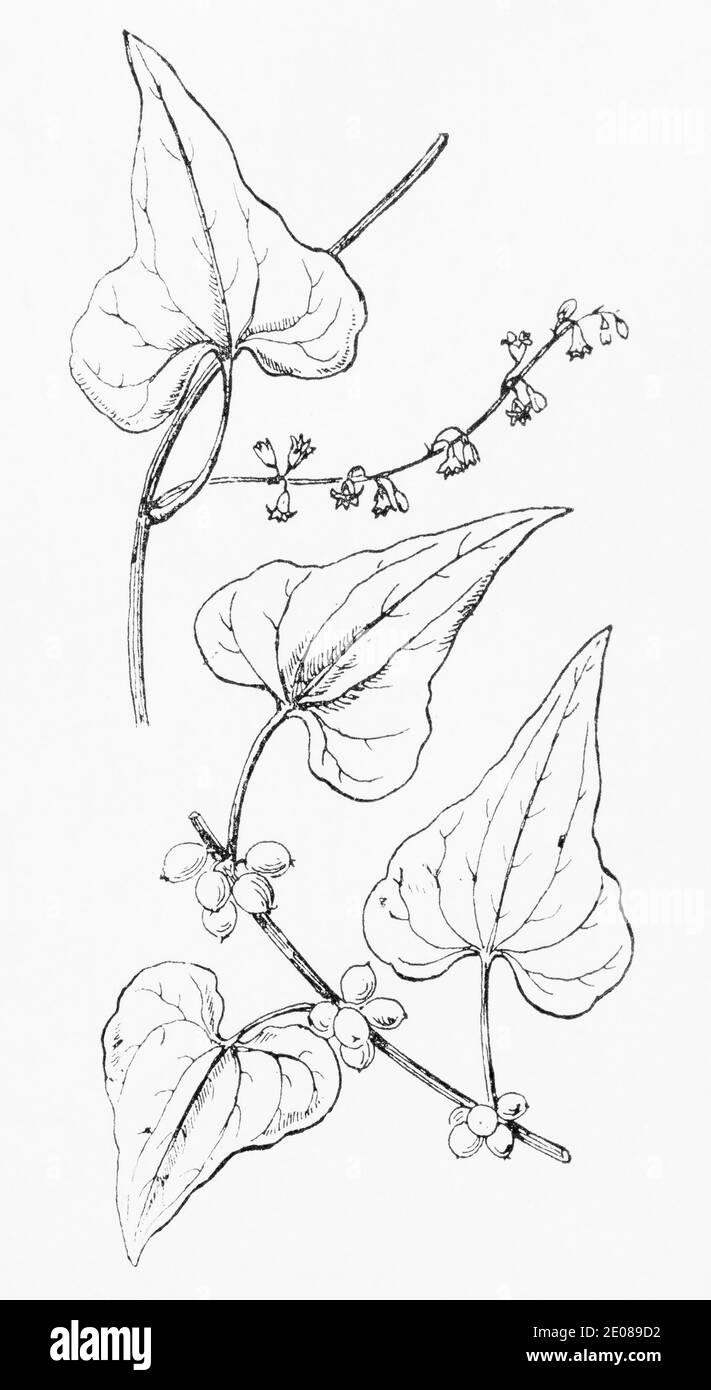 Old botanical illustration engraving of Black Bryony / Dioscorea communis. Traditional medicinal herbal plant but poisonous. See Notes Stock Photo
