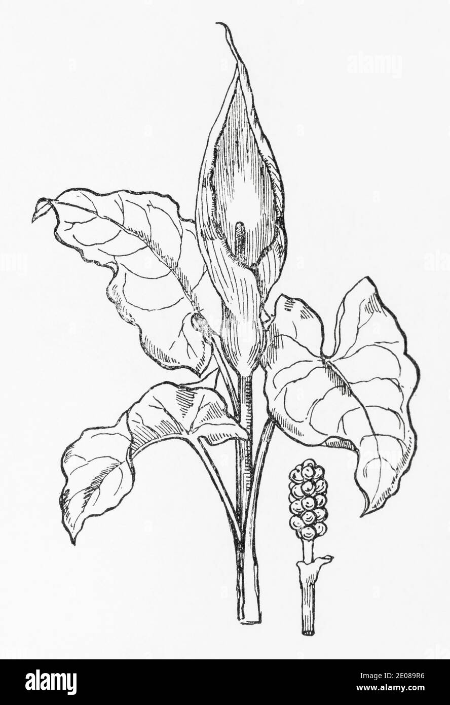 Old botanical illustration engraving of the poisonous Cuckoopint, Lords and Ladies / Arum maculatum. Traditional medicinal herbal plant. See Notes Stock Photo