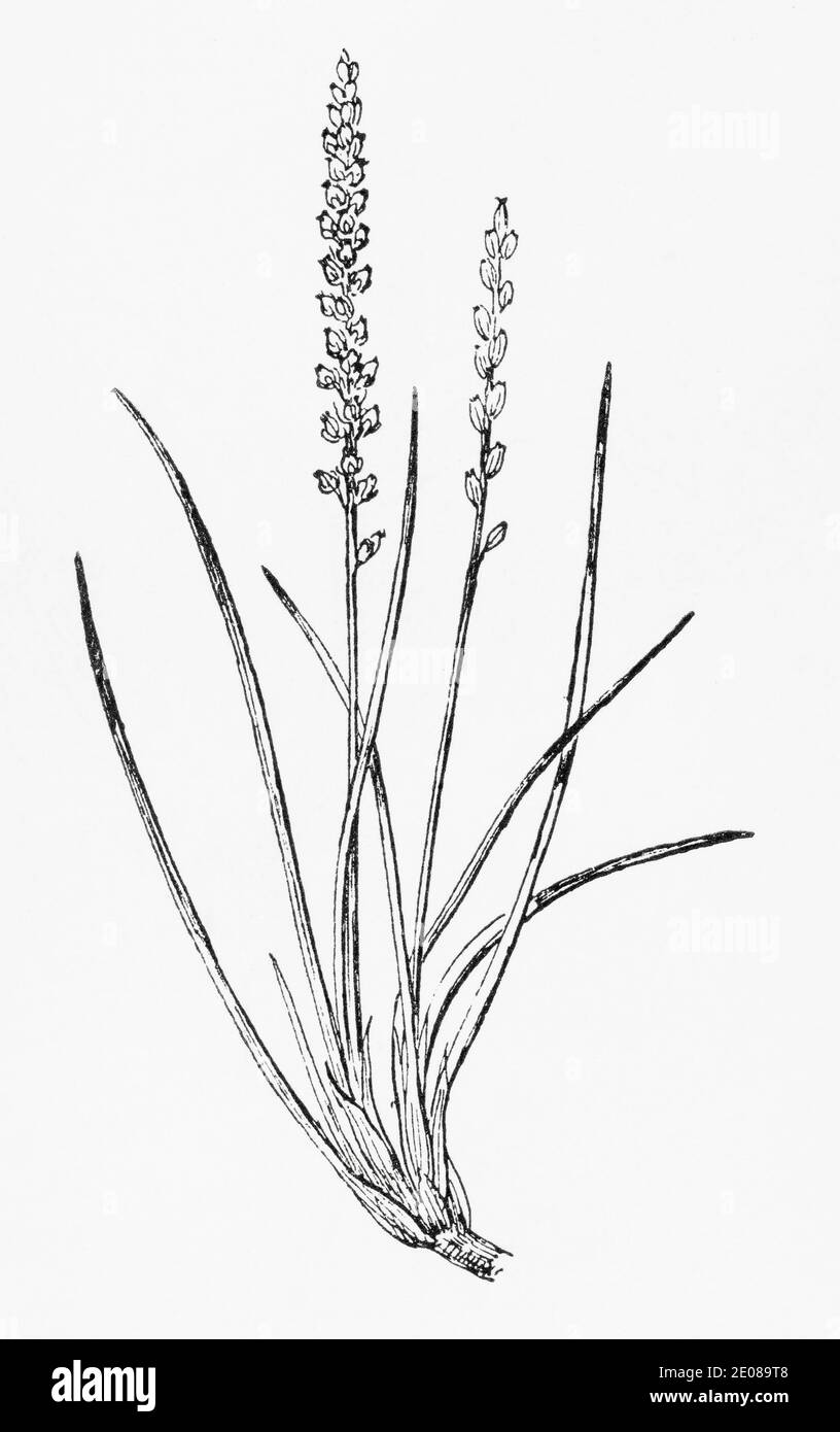 Old botanical illustration engraving of Seaside Arrowgrass / Triglochin maritima. See Notes Stock Photo