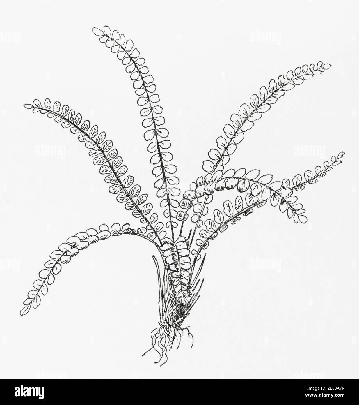 Old botanical illustration engraving of Maidenhair Spleenwort / Asplenium trichomanes. Traditional medicinal herbal plant. See Notes Stock Photo