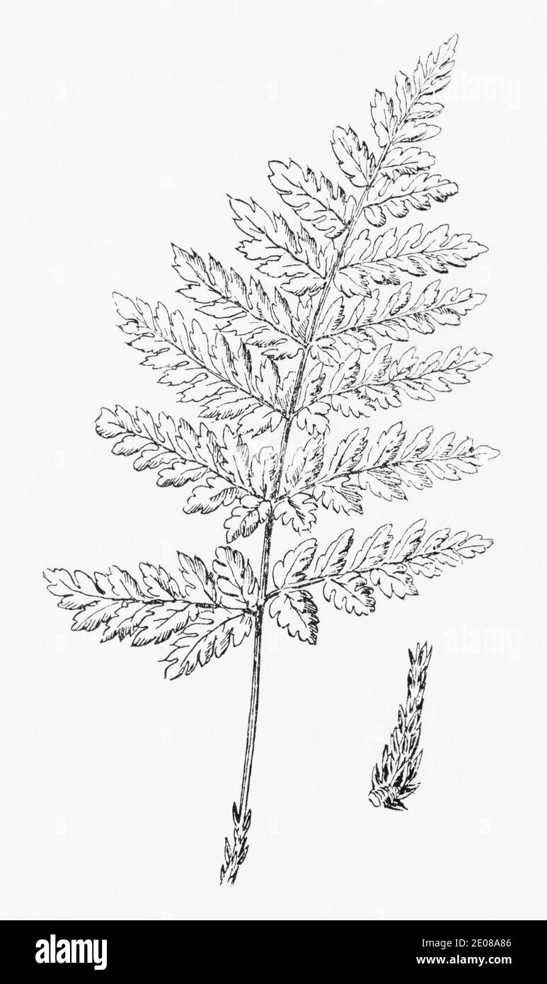 Old botanical illustration engraving of Broad Buckler Fern, Shield Fern / Dryopteris dilatata. Traditional medicinal herbal plant. See Notes Stock Photo