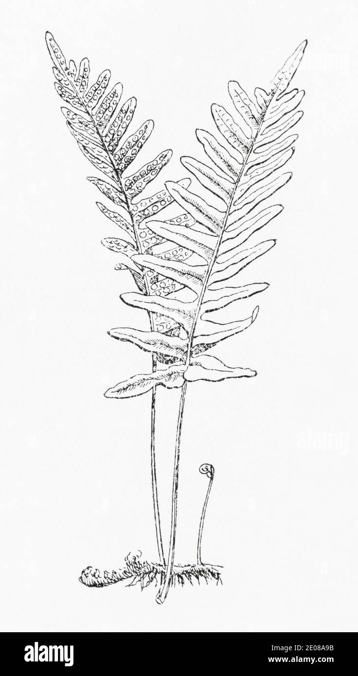 Old botanical illustration engraving of Polypody, Adders Fern / Polypodium vulgare. See Notes Stock Photo