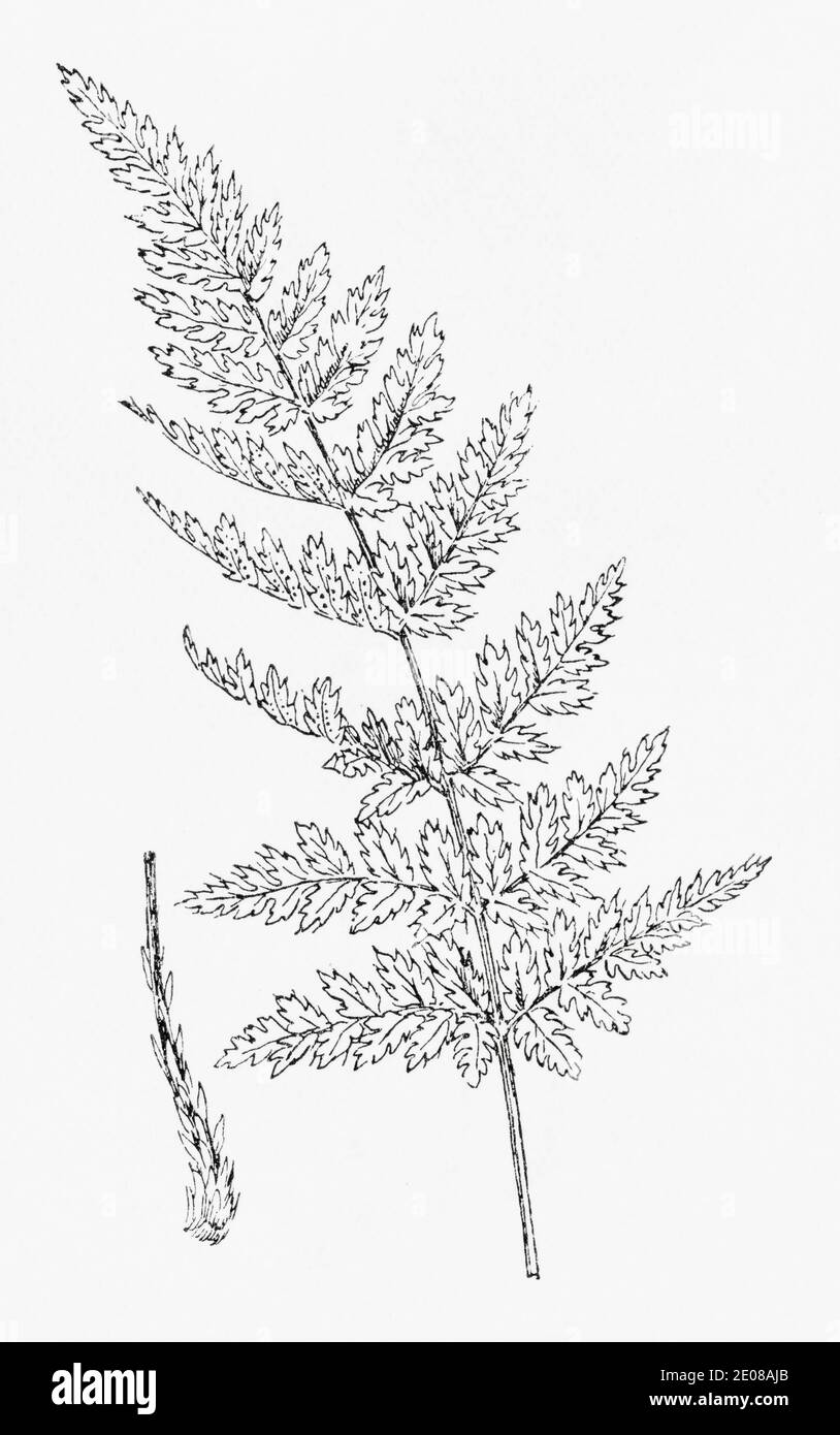 Old botanical illustration engraving of Buckler Fern / Dryopteris dilatata, Lastraea spinulosa. See Notes Stock Photo