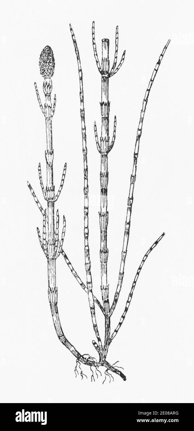 Old botanical illustration engraving of Water Horsetail / Equisetum fluviatile. Traditional medicinal herbal plant. See Notes Stock Photo
