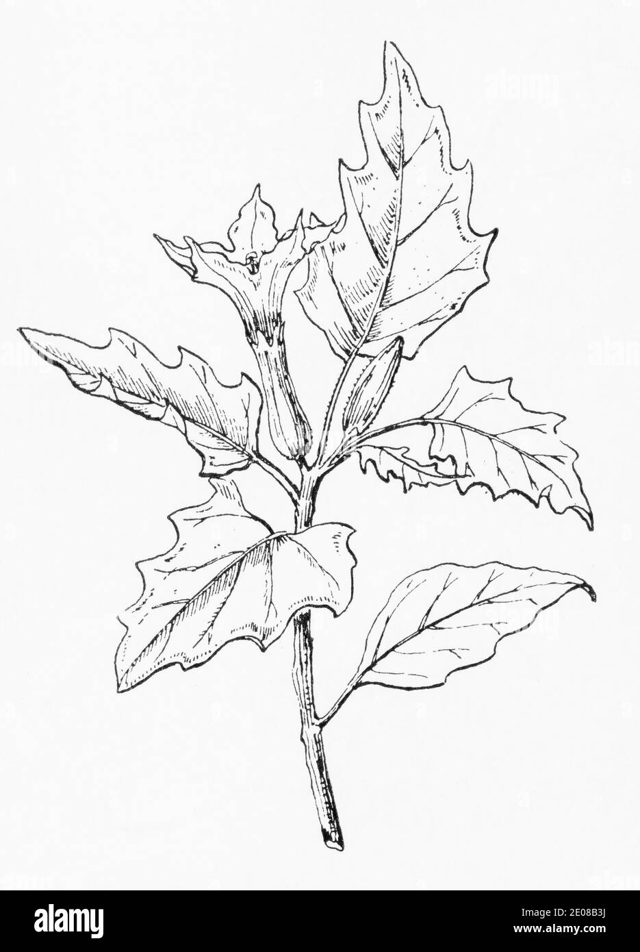 Old botanical illustration engraving of Thorn-apple / Datura stramonium.  Traditional medicinal herbal plant, but deadly poisonous. See Notes Stock Photo