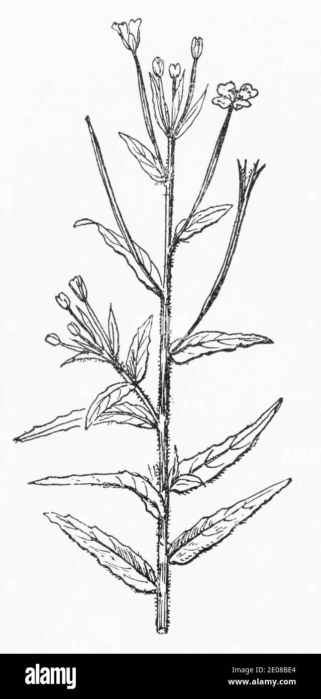 Old botanical illustration engraving of Hoary Willowherb, Small-flowered Willow Herb / Epilobium parviflorum, Epilobium molle. See Notes Stock Photo