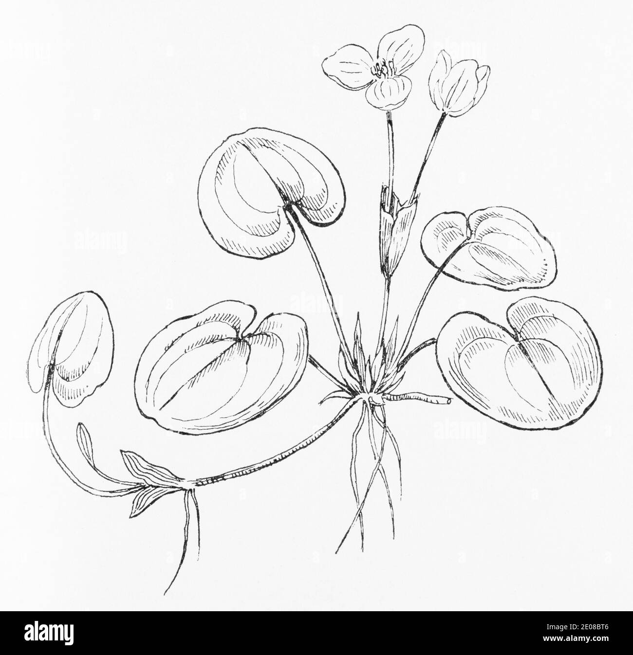 Old botanical illustration engraving of Frogbit / Hydrocharis morsus-ranae. See Notes Stock Photo