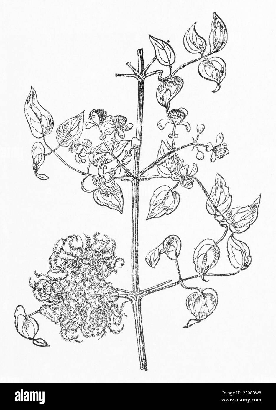 Old botanical illustration engraving of Travellers Joy / Clematis vitalba. Traditional medicinal herbal plant. See Notes Stock Photo