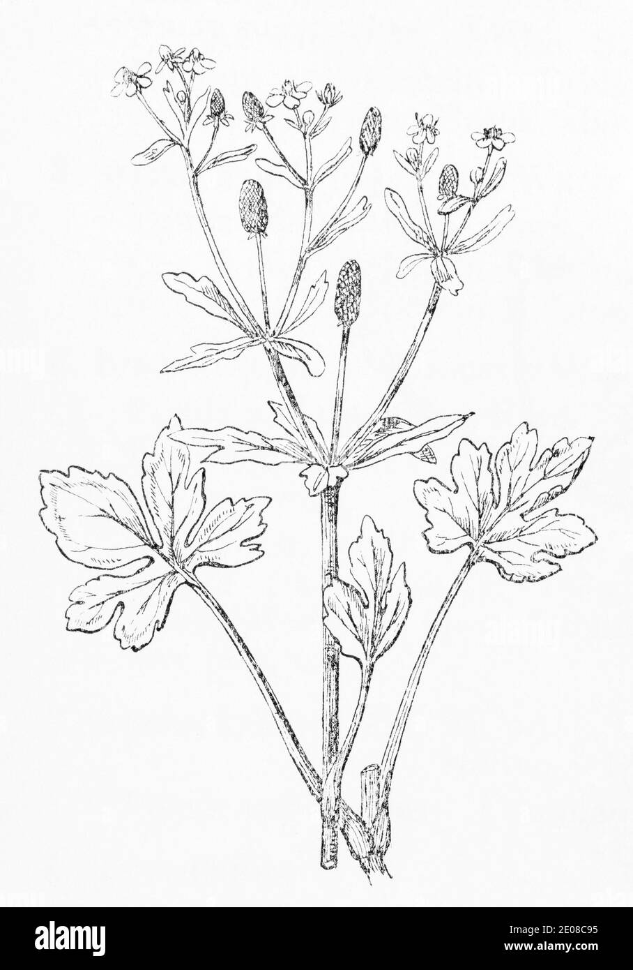 Old botanical illustration engraving of Celery-leaved Crowfoot / Ranunculus sceleratus. Traditional medicinal herbal plant. See Notes Stock Photo