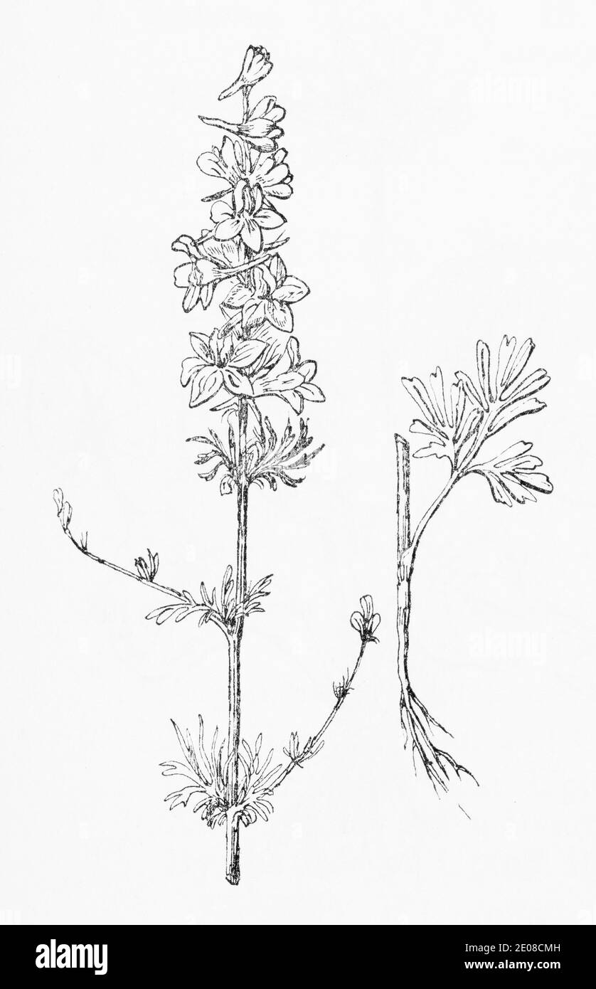 Old botanical illustration engraving of Larkspur / Delphinium ajacis, Consolida ajacis. See Notes Stock Photo