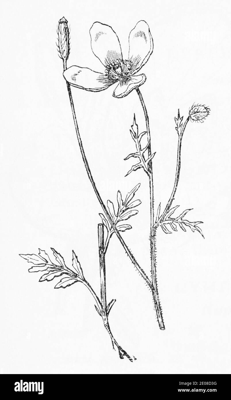 Old botanical illustration engraving of Prickly Poppy / Papaver argemone. Traditional medicinal herbal plant. See Notes Stock Photo