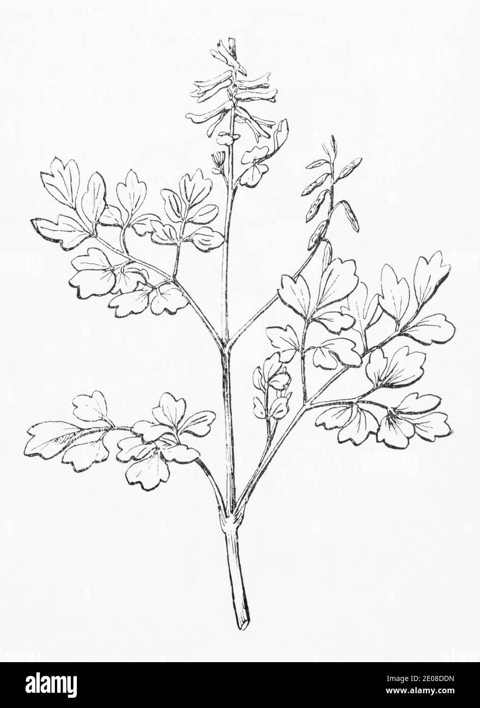 Old botanical illustration engraving of Yellow Fumitory / Pseudofumaria lutea, Corydalis lutea. Traditional herbal plant in parts of Europe. See Notes Stock Photo