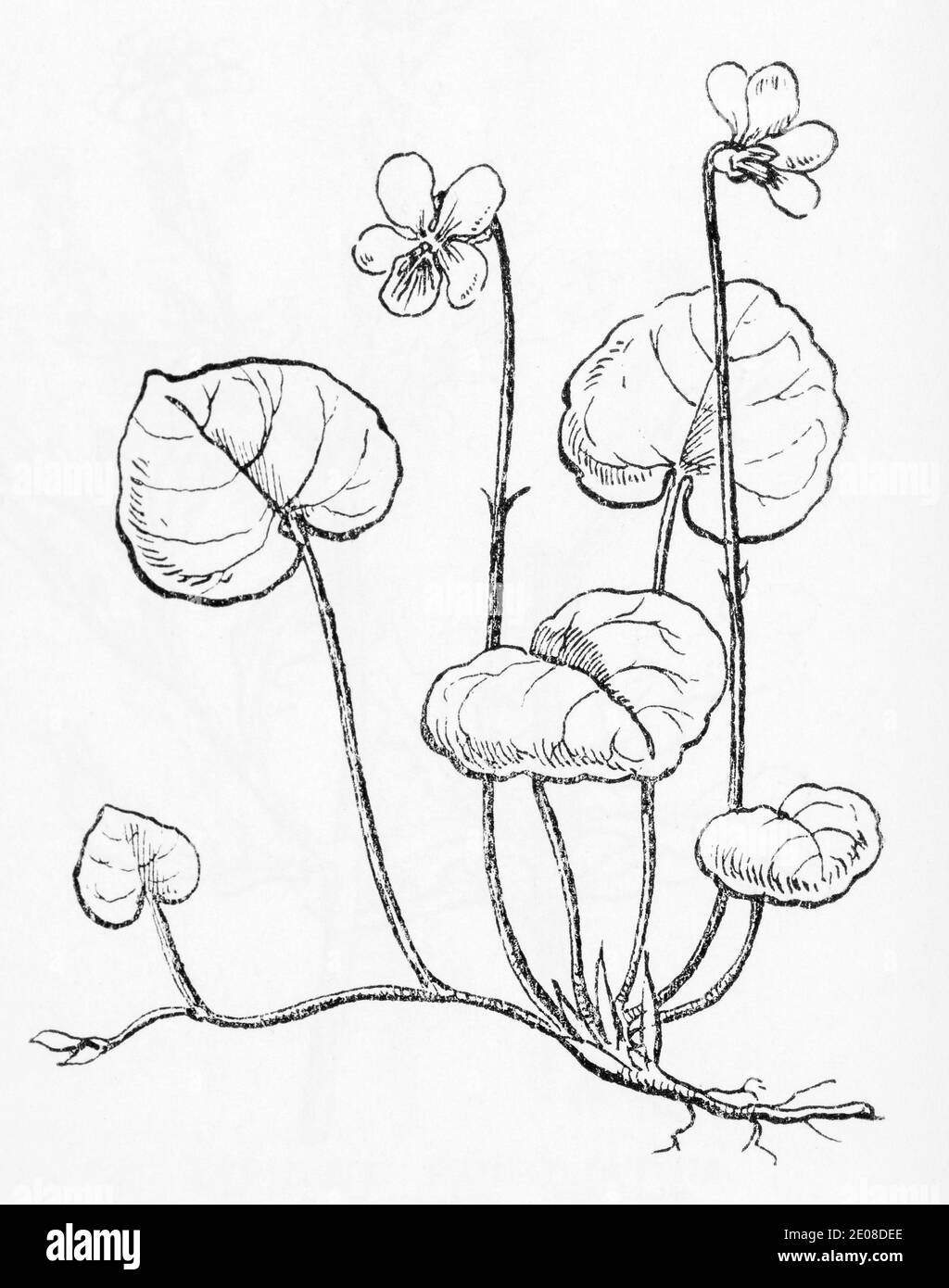 Old botanical illustration engraving of Marsh Violet / Viola palustris. See Notes Stock Photo