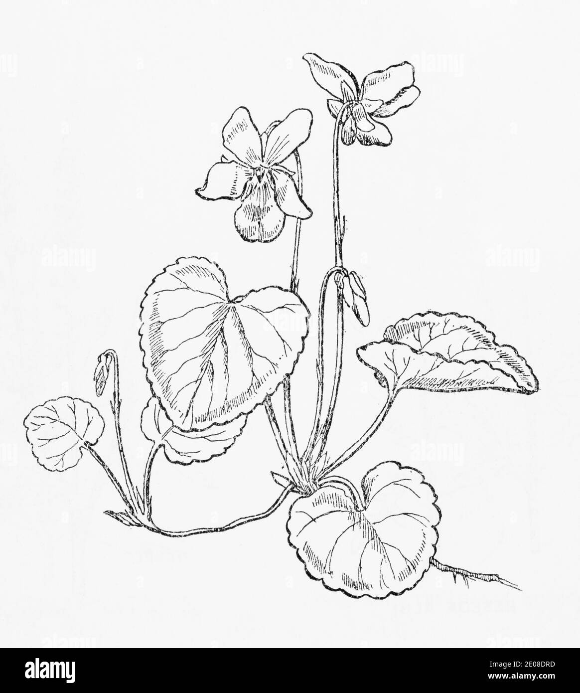 Old botanical illustration engraving of Sweet Violet / Viola odorata. Traditional medicinal herbal plant. See Notes Stock Photo