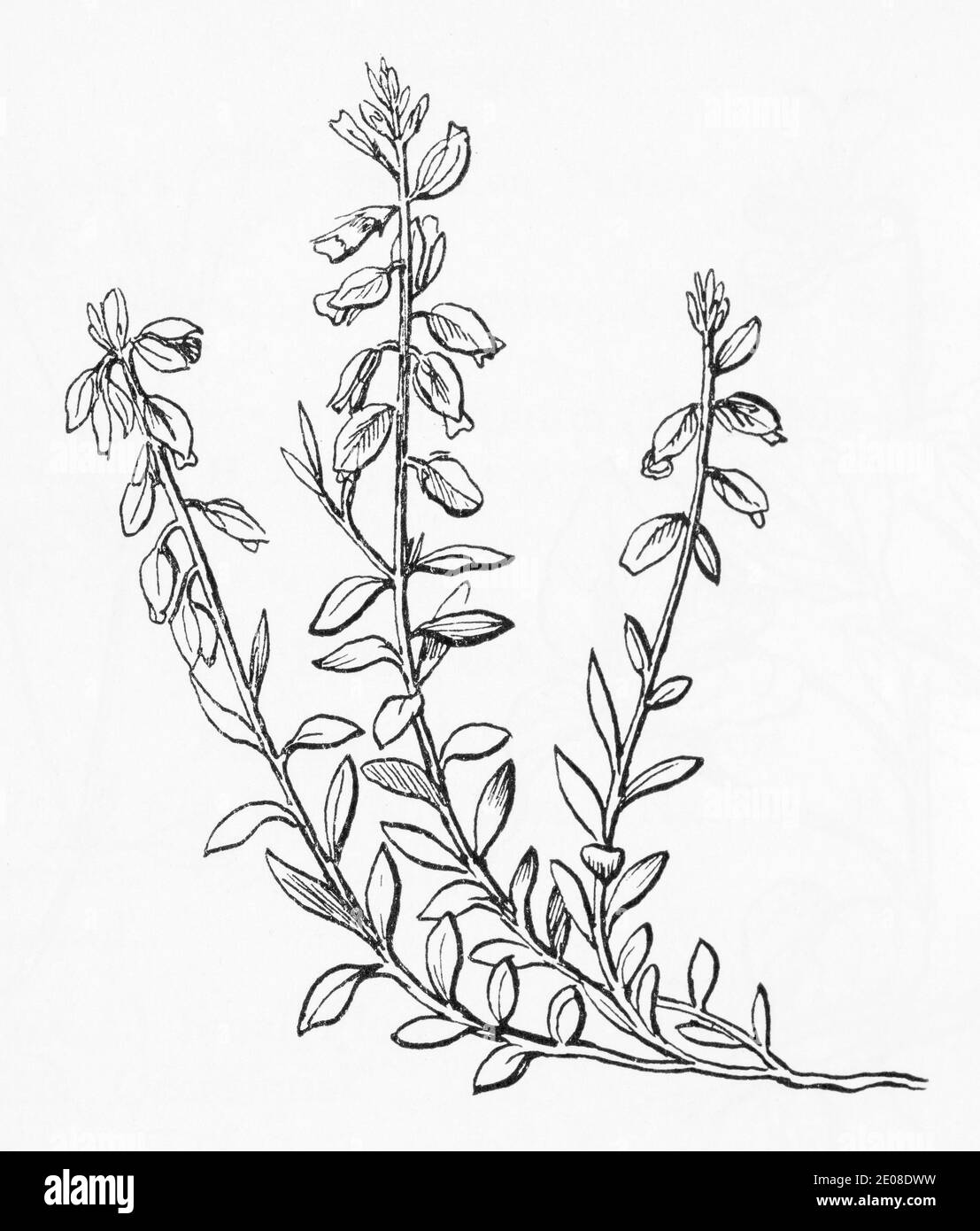 Old botanical illustration engraving of Milkwort / Polygala vulgaris. Traditional medicinal herbal plant. See Notes Stock Photo