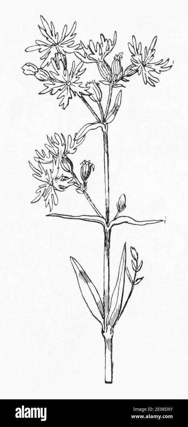 Old botanical illustration engraving of Ragged Robin / Lychnis flos-cuculi.  Traditional medicinal herbal plant in parts of Europe. See Notes Stock  Photo - Alamy