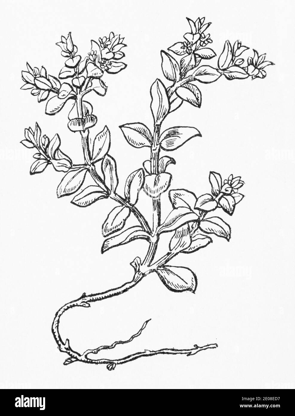 Old botanical illustration engraving of Sea Purslane / Honckenya peploides, Arenaria peploides. See Notes Stock Photo