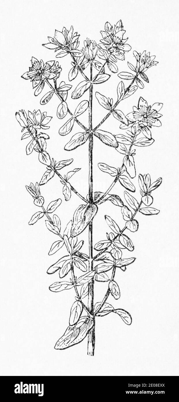 Old botanical illustration engraving of Perforate St Johns Wort / Hypericum perforatum. Traditional medicinal herbal plant. See Notes Stock Photo