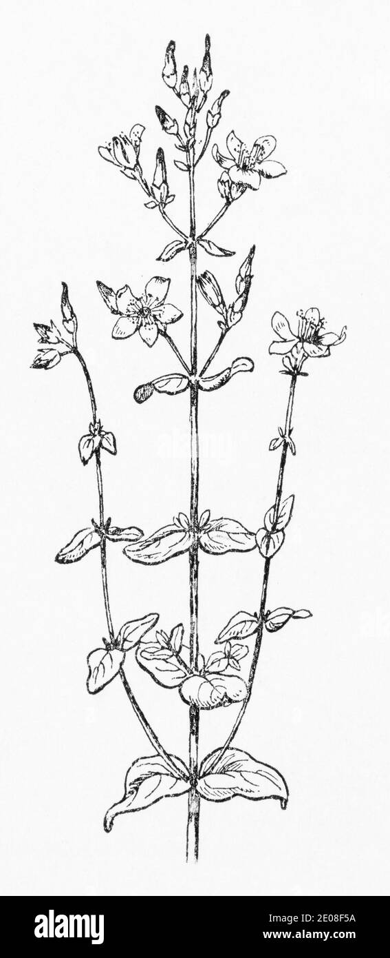 Old botanical illustration engraving of Slender St Johns Wort / Hypericum pulchrum See Notes Stock Photo