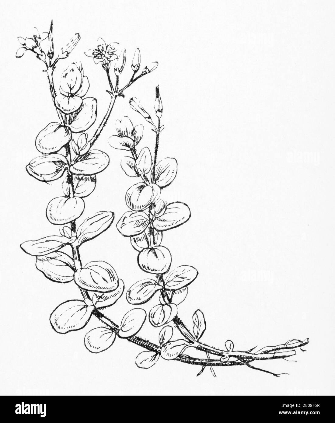 Old botanical illustration engraving of Marsh St. Johns Wort / Hypericum elodes. See Notes Stock Photo