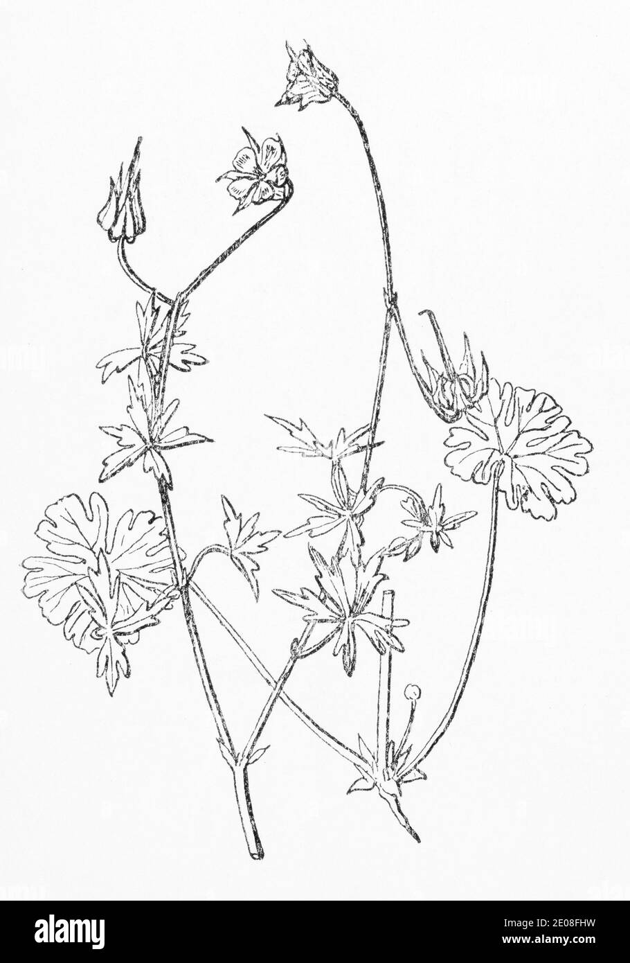 Old botanical illustration engraving of Long-stalked Geranium / Geranium columbinum. See Notes Stock Photo