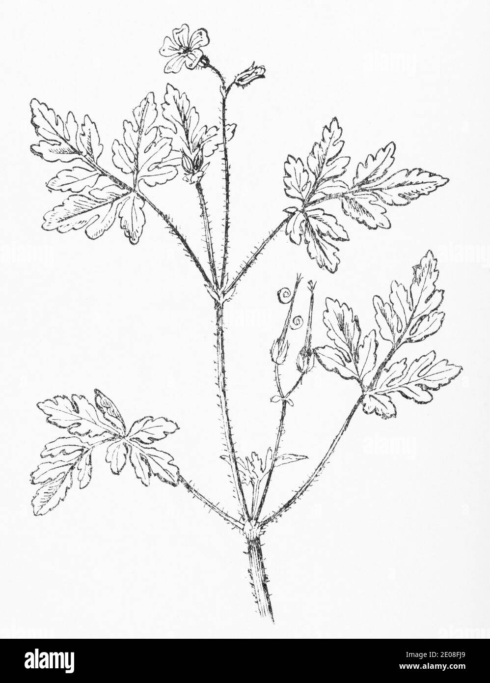 Old botanical illustration engraving of Herb Robert / Geranium robertianum. Traditional medicinal herbal plant. See Notes Stock Photo