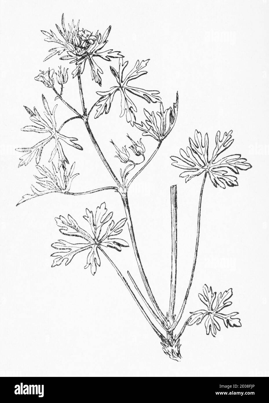 Old botanical illustration engraving of Cut-leaved Geranium / Geranium dissectum. Traditional medicinal herbal plant. See Notes Stock Photo