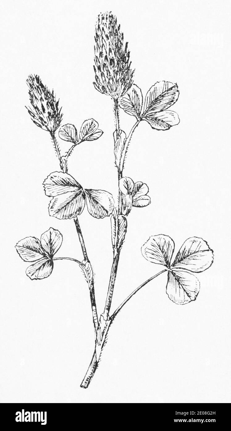 Old botanical illustration engraving of Crimson Clover / Trifolium incarnatum. Traditional medicinal herbal plant. See Notes Stock Photo