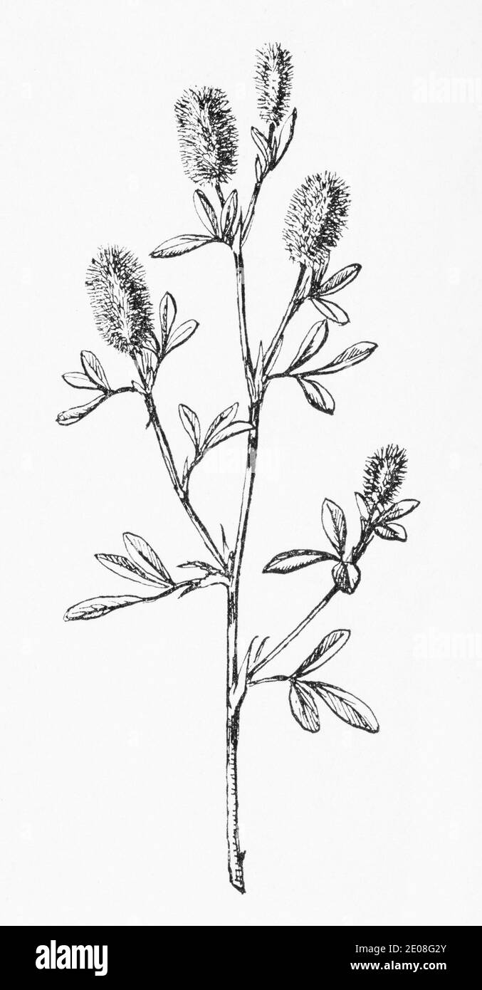 Old botanical illustration engraving of Haresfoot Trefoil / Trifolium arvense. Traditional medicinal herbal plant. See Notes Stock Photo