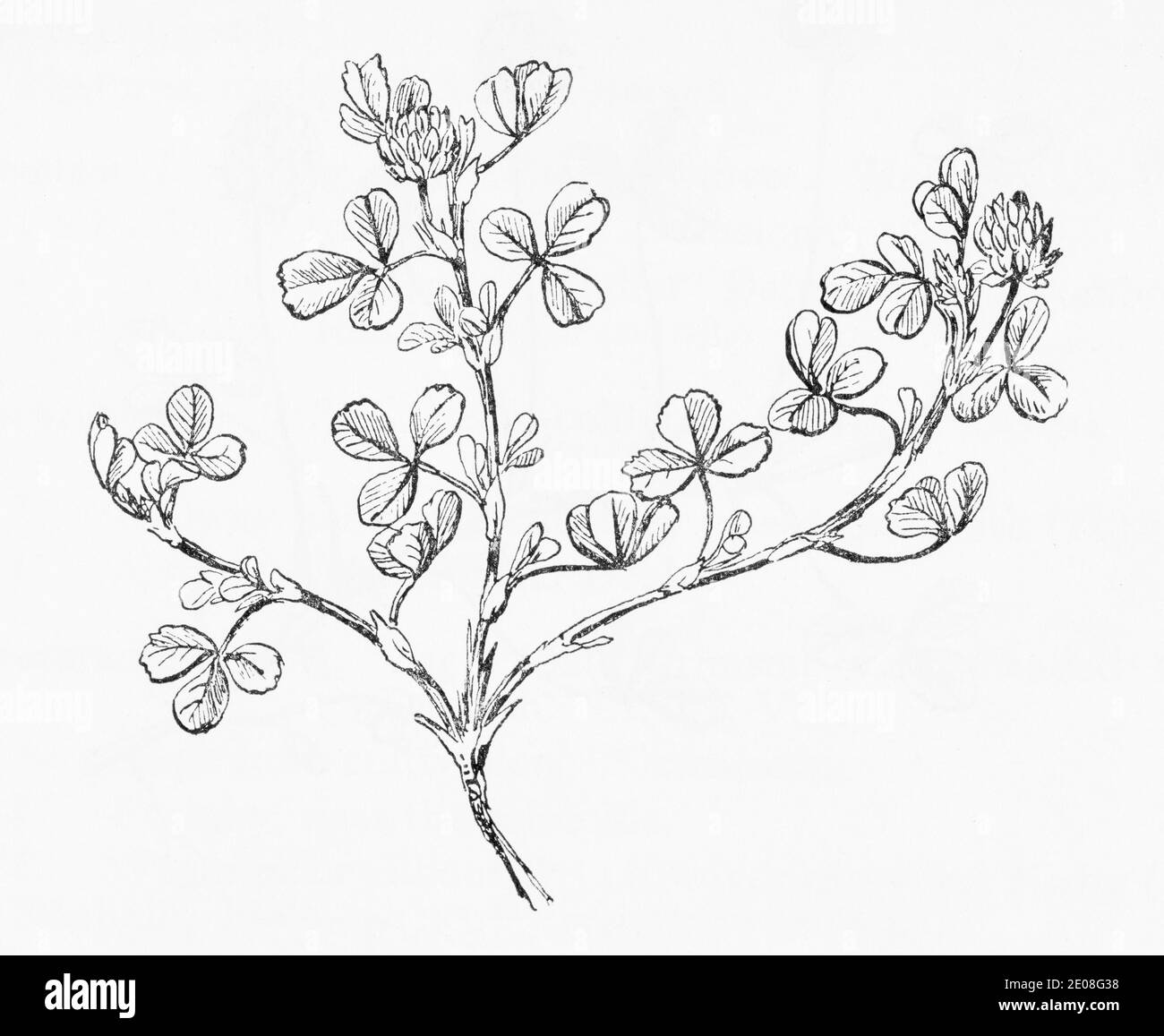 Old botanical illustration engraving of Trifolium campestre, Trifolium procumbens / Hop Trefoil. See Notes Stock Photo