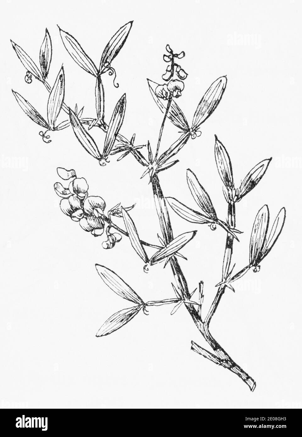 Old botanical illustration engraving of Narrow-leaved Everlasting Pea, Wood Pea, Flat Pea / Lathyrus sylvestris. See Notes Stock Photo