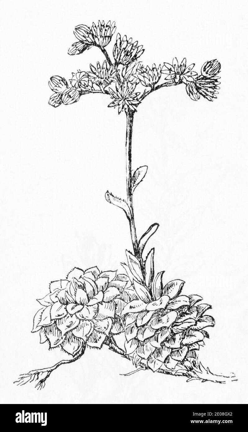 Old botanical illustration engraving of House-leek / Sempervivum tectorum. Traditional medicinal herbal plant. See Notes Stock Photo