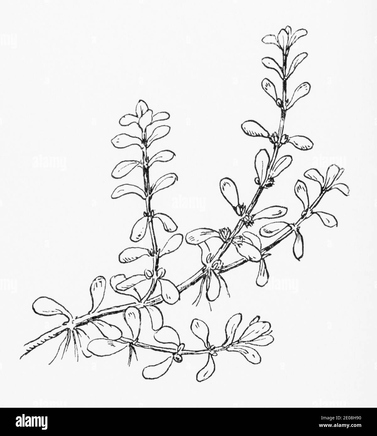 Old botanical illustration engraving of Water Purslane / Lythrum portula, Peplis portula. See Notes Stock Photo