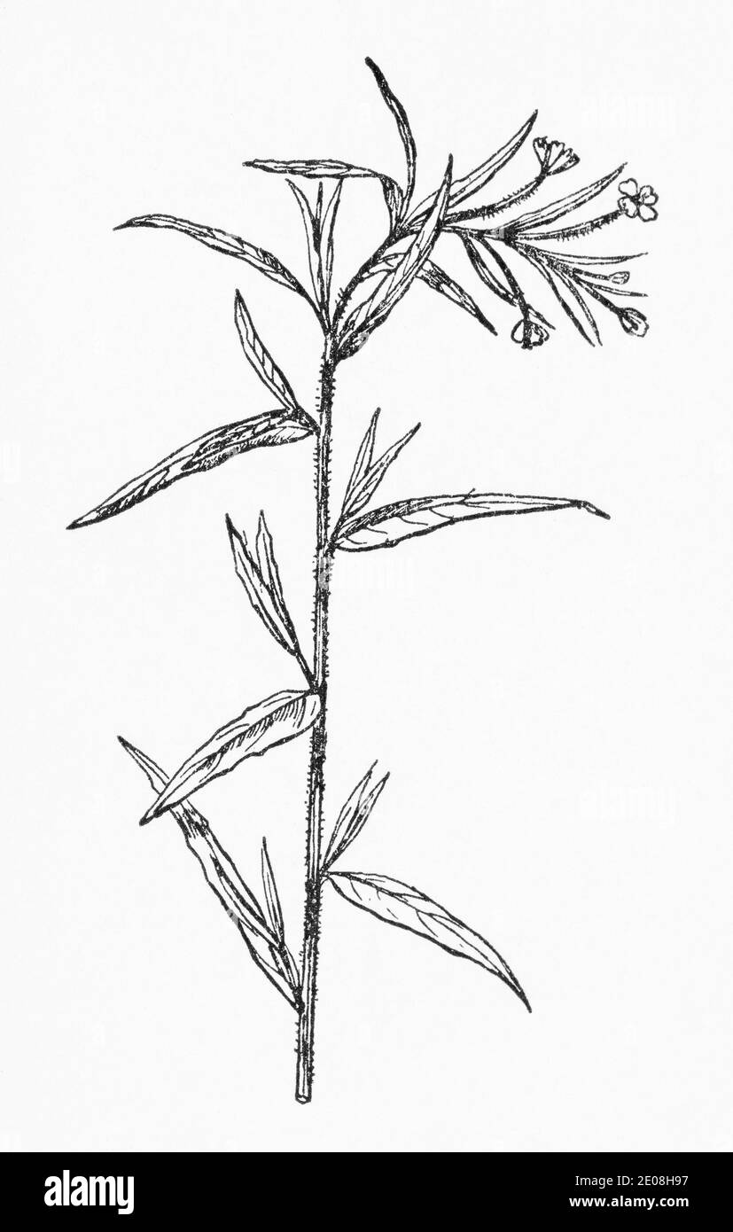 Old botanical illustration engraving of Marsh Willowherb / Epilobium palustre. See Notes Stock Photo