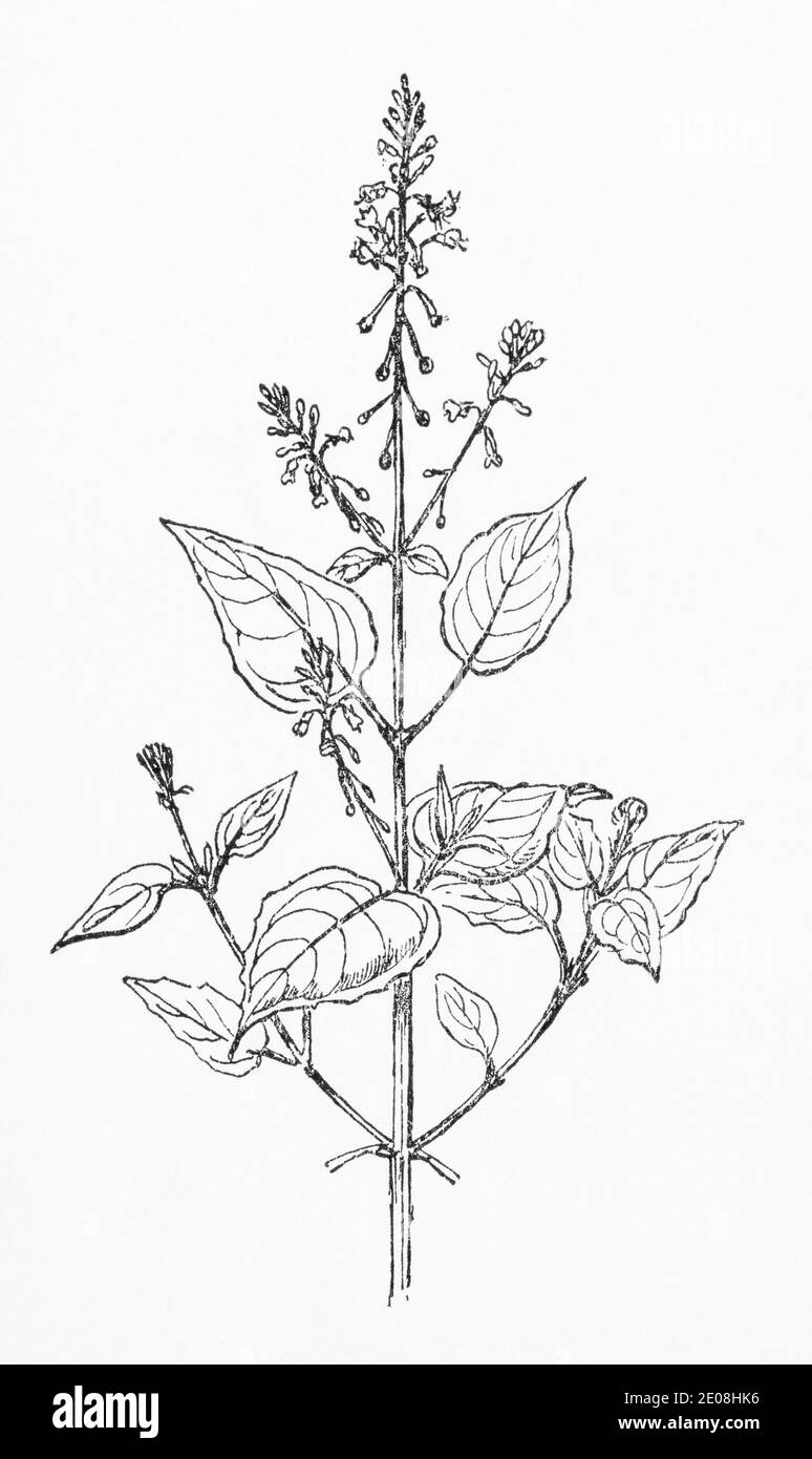 Old botanical illustration engraving of Enchanters Nightshade / Circaea lutetiana. Traditional medicinal herbal plant. See Notes Stock Photo